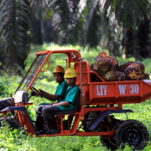 Lindungi Daya Saing, Indonesia-India Jalin Kerjasama Industri Kelapa Sawit
