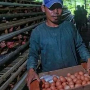 Inflasi Di Jateng Dipicu Kenaikan Harga Telur