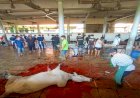 Aktivitas Pemotongan Hewan Qurban Di RPH Penggaron