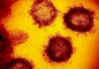 Virus Corona Berpotensi Memiliki Mutasi Yang Kebal Terhadap Vaksin