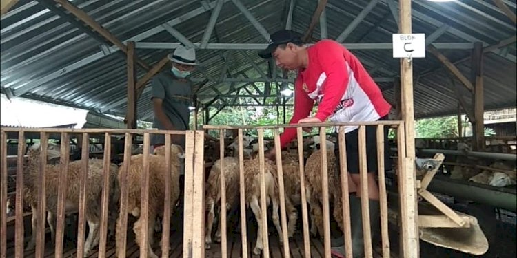 Peternak hewan qurban di Wonogiri mengalami penurunan omzet/RMOLJateng