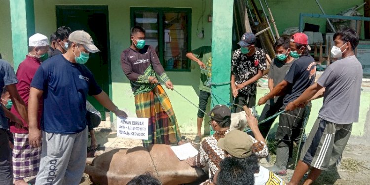 Panitia Kurban saat menyembelih sapi kurban Presiden Joko Widodo