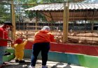 Semarang Zoo Buka Lagi, Pengunjung Dewasa Wajib Kantongi Kartu Vaksin