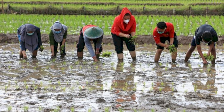 Mbak Ita turut menanam padi/RMOLJateng