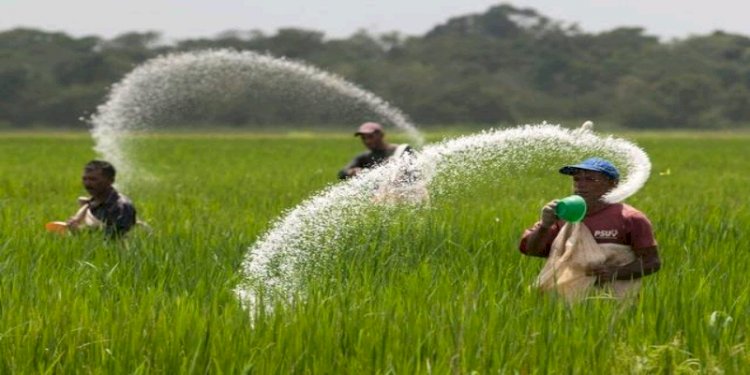 Petani diminta gunakan pupuk organik, karena penggunaan pupuk saat ini dinilai tidak rasional. / net 