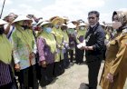 Mentan SYL Panen Raya Padi IP 400, Bisa Panen 4 Kali Setahun 