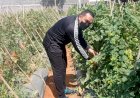 Kapolres Blora Sulap Bekas Penyimpanan Barang Bukti Jadi Lahan Produktif