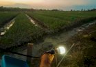 Penerangan Lampu Untuk Mencegah Hama