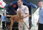 LP2M IAIN Salatiga Serahkan Puluhan Bibit Ternak Kambing