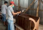 Raup Dolar, Berkah di Tengah Corona
