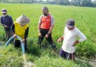 Dukung Petani Basmi Hama, Anggota Polres Sukoharjo Ikut Gropyokan Tikus