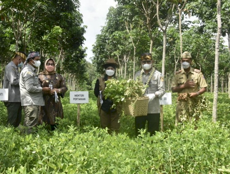 Mentan SYL saat panen kacang tanah di Sragen. 