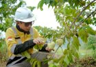 Panen Raya Hortikultura di Lahan Area Pabrik, Semen Gresik Komitmen Berdayakan Petani