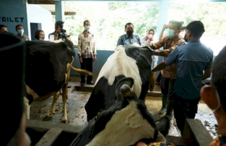 Wali Kota Salatiga Yuliyanto saat Brokohan Pedhet Koloni Kelompok Tani Rukun Santoso Satu, di kandang kelompok tani, Kamis (16/03). 