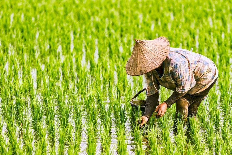 Beban petani di awal musim tanam dapat berkurang berkat program KUR Pertanian. foto: Net.