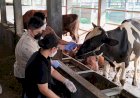 Kota Semarang Baru Dapat Jatah 100 Dosis Vaksin PMK