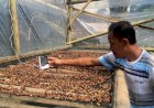 Berdikari Melalui Kopi Demi Menghimpun Pundi