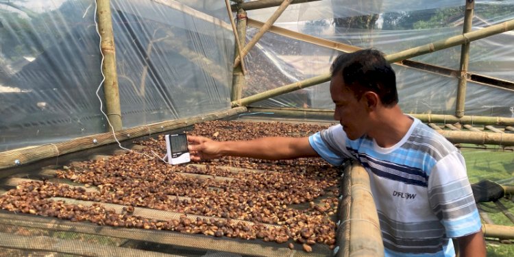 Pemilik Win’s Coffee Roastery Temanggung, Amirudin Hery Widiyanto sedang mengecek penjemuran biji kopi, Sabtu (25/6). RMOL Jateng