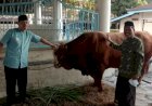 Sapi Kurban Jokowi Berjenis Limosin Dipesan dari Boyolali
