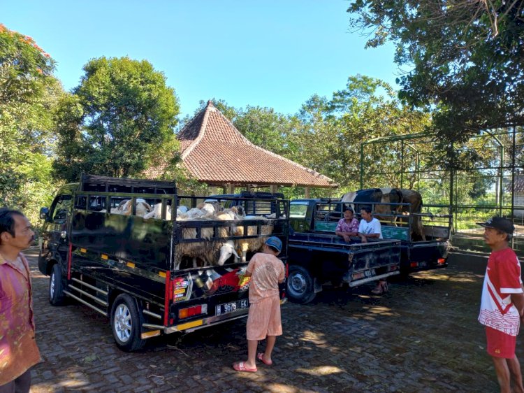 Ternak yang bakal disembelih guna kebutuhan Idul Adha datangi cek poin untuk jalani kesahatan dan mengantongi SKKH di Noborejo, Salatiga, Sabtu (9/7).