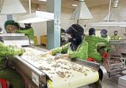 Meski Dihantam Inflasi, Penjualan Produk Sido Muncul Tetap Stabil