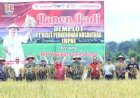 Pemkot Semarang Tingkatkan Hasil Panen Padi dengan Menggandeng Lembaga Riset
