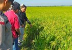 Petani di Grobogan Meninggal Dunia Saat Menyemprot Padi