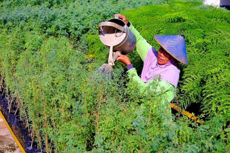  Petani green belt melakukan pembibitan tanaman kaliandra merah di area green house eco park kembang semi, untuk reklamasi lahan pascatambang SIG di Pabrik Tuban, Jawa Timur.