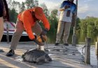 Selamatkan Labi-labi, Maximus Edukasi Warga soal Hewan...