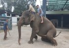 Semarang Zoo Bakal Datangkan Sepasang Gajah Sumatera Pengganti Sekar