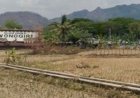 Hasil Panen Padi di Wonogiri Masih Aman