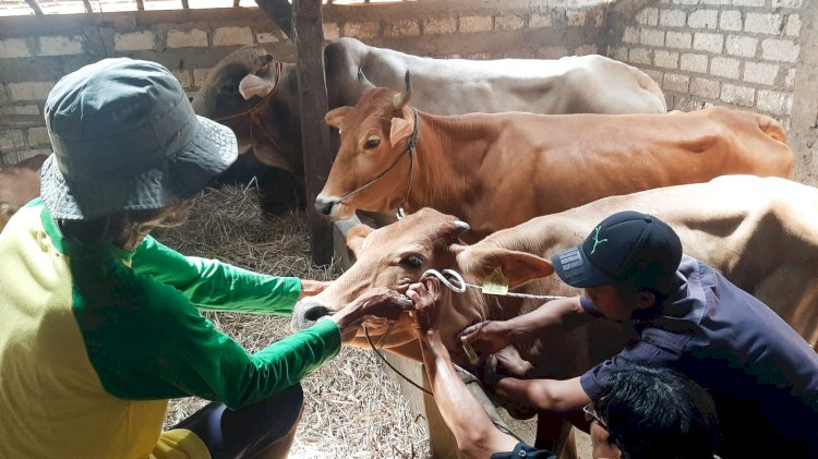Ribuan sapi di Rembang diambil sample darah