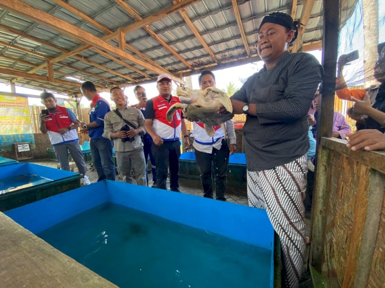 Pertamina Patra Niaga Regional Jawa Bagian Tengah (JBT) melalui Fuel Terminal (FT) Maos melakukan pelepasliaran penyu Lekang (Lepidochelys Olivacea) di Pantai Sodong, Cilacap. 