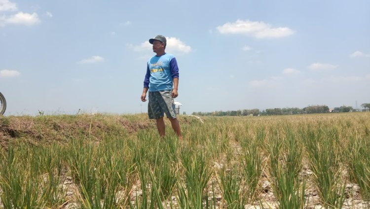 Kurang pasokan air selama musim kemarau, sawah di Pati kekeringan