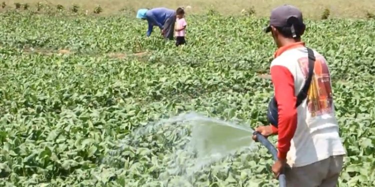 Nyamirin, melakukan penyiraman sayuran miliknya, Minggu (29/10). RMOL Jateng