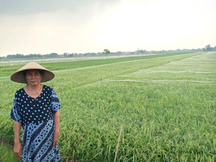 Kondisi sawah yang dipasangi jaring untuk mengusir burung.