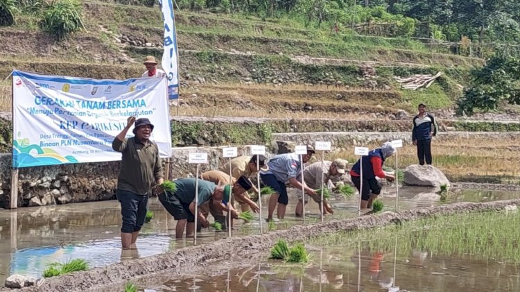 Pertanian di kawasan Trenggulunan Pancur sudah menerapkan pupuk kotoran ternak bahkan kelelawar. RMOL Jateng