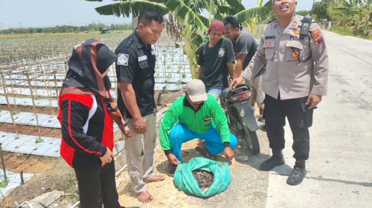 Polisi di Blora bersama warga laksanakan gropyokan tikus