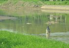 Menjaring Ikan Diantara Sedimentasi Sungai Banjir Kanal Barat