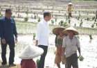 Jokowi: Beli Pupuk Subsidi Kini Bisa Pakai KTP