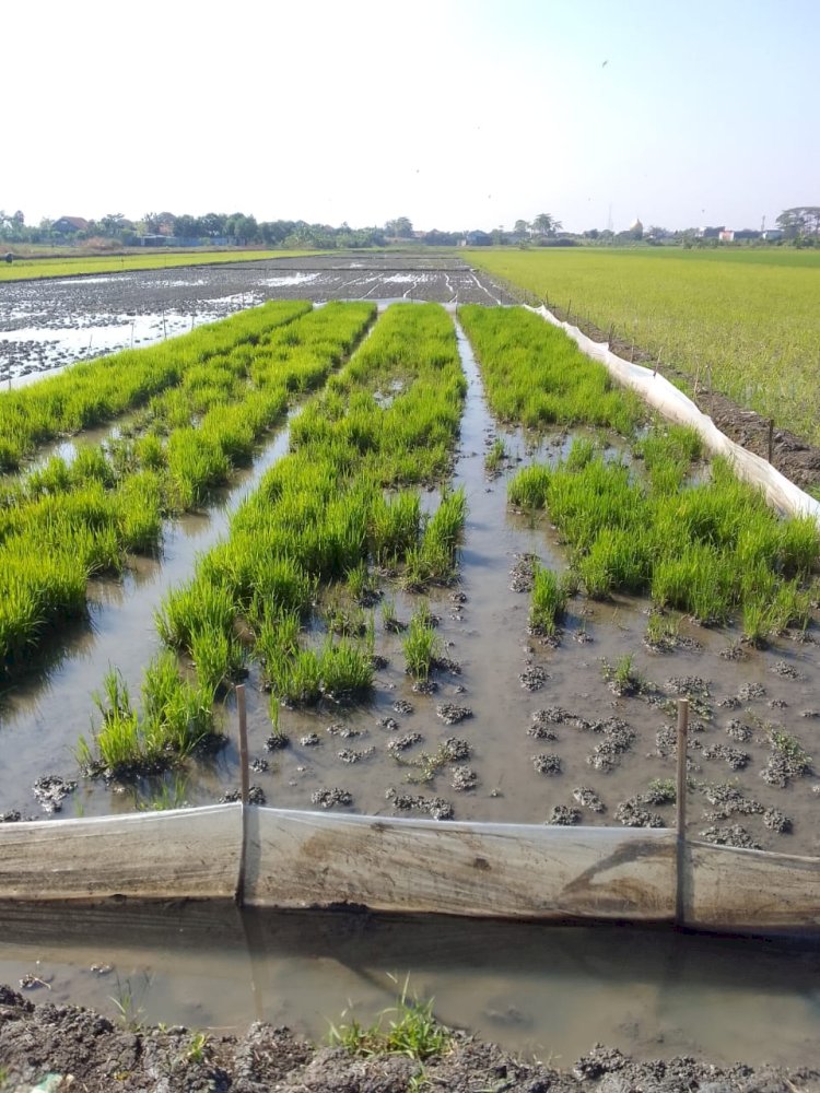 Lahan pertanian di Jawa Tengah menyusut. Foto : Umar Dhani