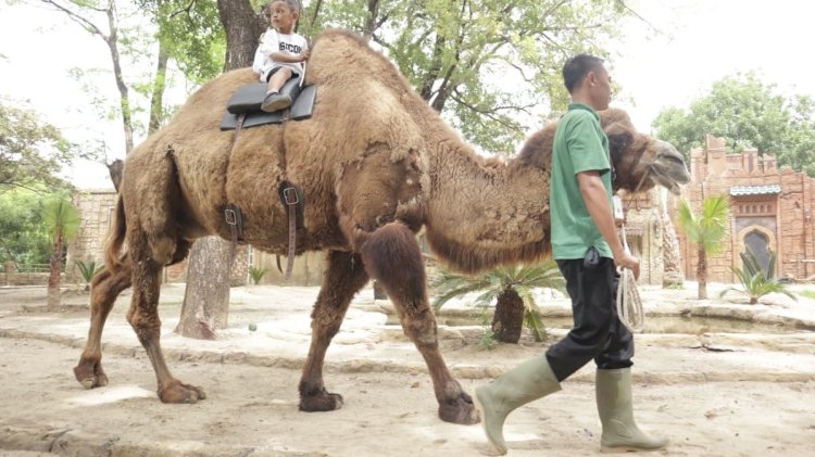 Pengunjung saat menikmati sensasi naik onta, wahana baru di di Solo Safari. RMOL Jateng