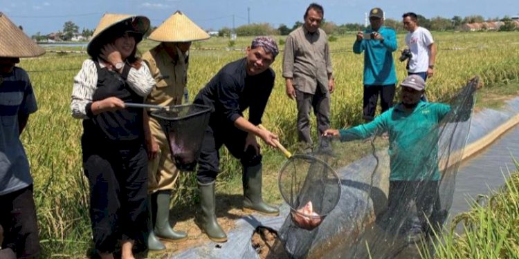  Sumanto panen ikan di program Mina Padi. RMOL Jateng
