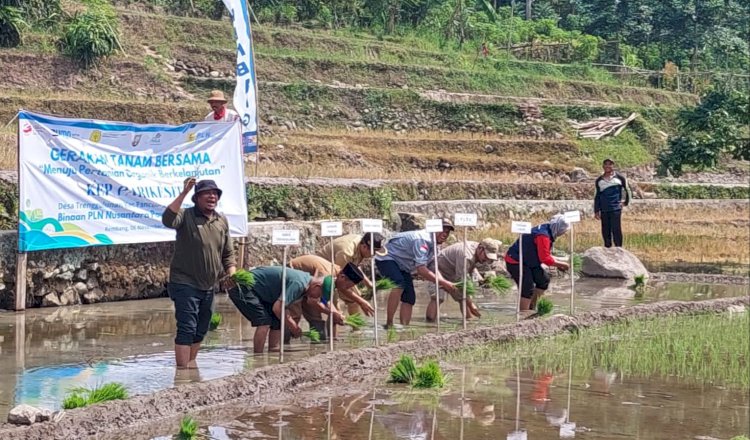 Petani di Rembang melakukan menanam padi di musim tanam 1