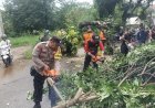 Dihantam Puting Beliung, Tiga Rumah Rusak Tertimpa Pohon