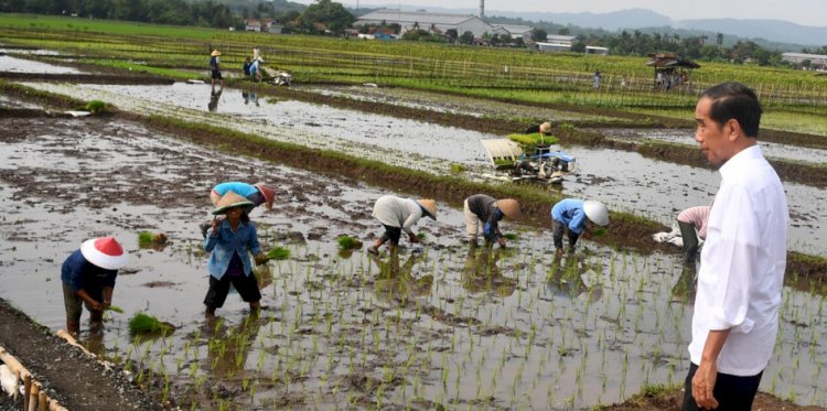 Presiden Jokowi saat meninjau langsung para petani Kecamatan Kalibagor, Kabupaten Banyumas, Rabu (3/12). Foto : Prayitno