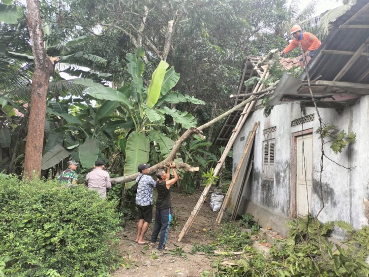 Rumah Warga Kebumen Yang Rusak Tertimpa Pohon.