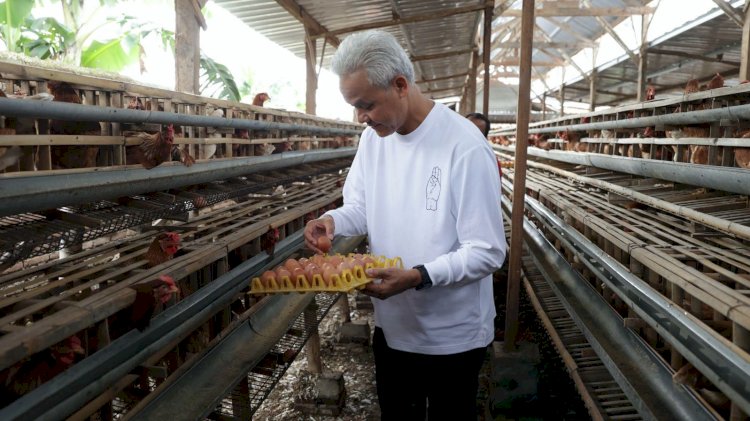Ganjar Pranowo saat berada di peternakan ayam.