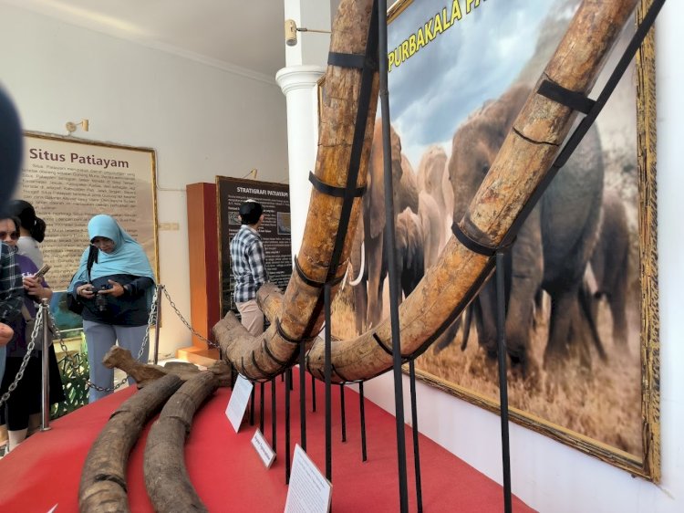 Museum Purbakala Patiayam, Kudus, Jawa Tengah Kini Segera Memiliki Koleksi Baru Berupa Fosil Gajah Dan Kerbau Berusia Ribuan Tahun.
