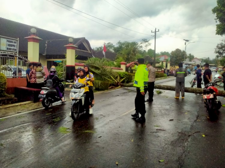 Pohon Bertumbangan Dan Menutupi Jalan Raya Di Wilayah Kecamatan Kutasari, Purbalingga. Foto: RMOLJateng